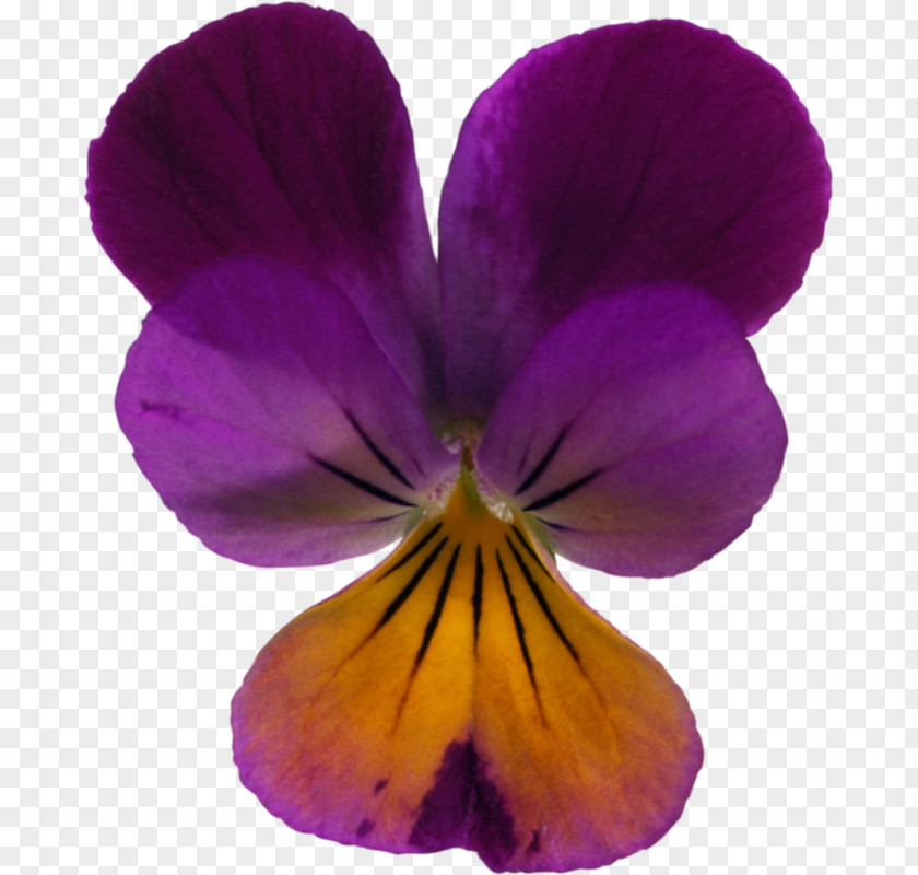 Violet Pansy Photography Album Albom PNG