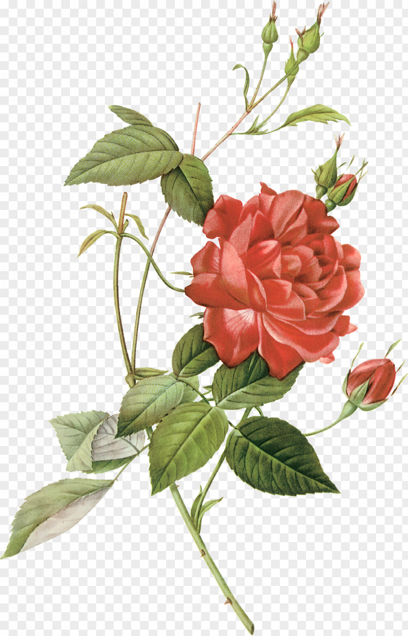 A Single Rose Florist Clip Art PNG