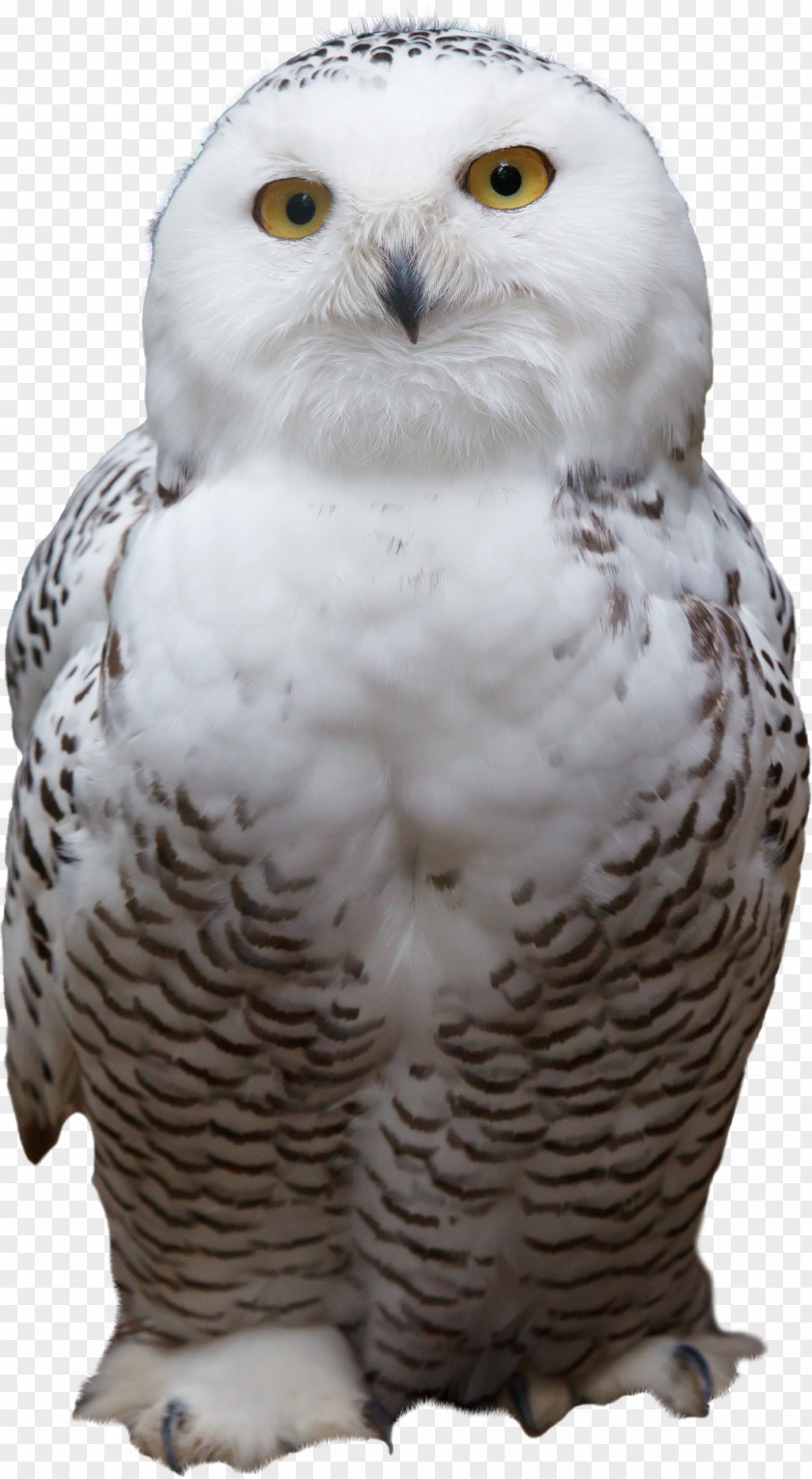 Big Eyes Owl Snowy Bird Horse Animal PNG