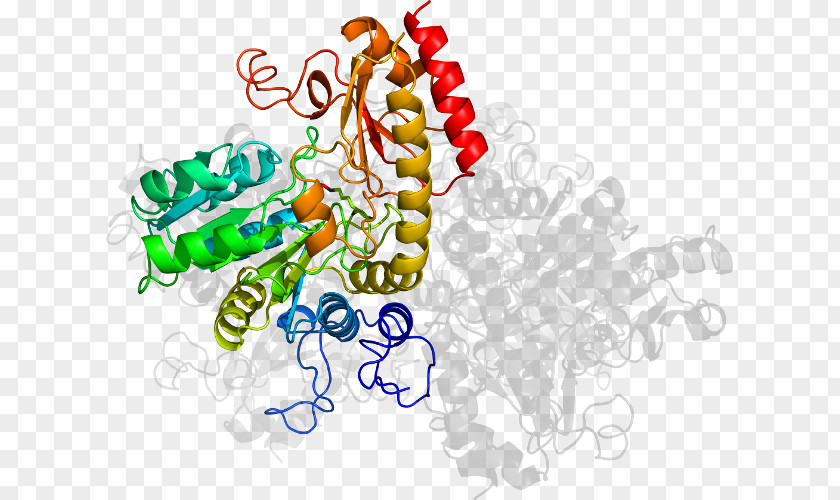 Cystathionine Organism Clip Art PNG