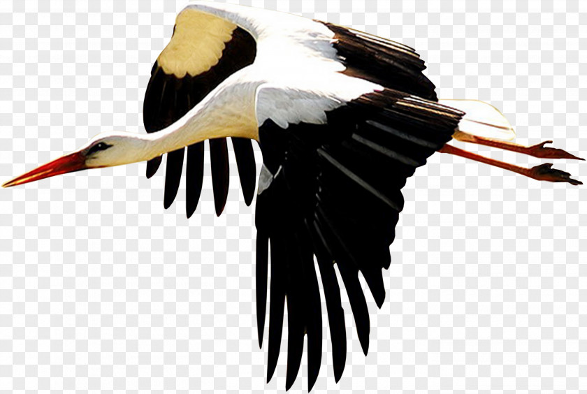Rolling Pin White Stork Bird Beak Ibis Ardea PNG