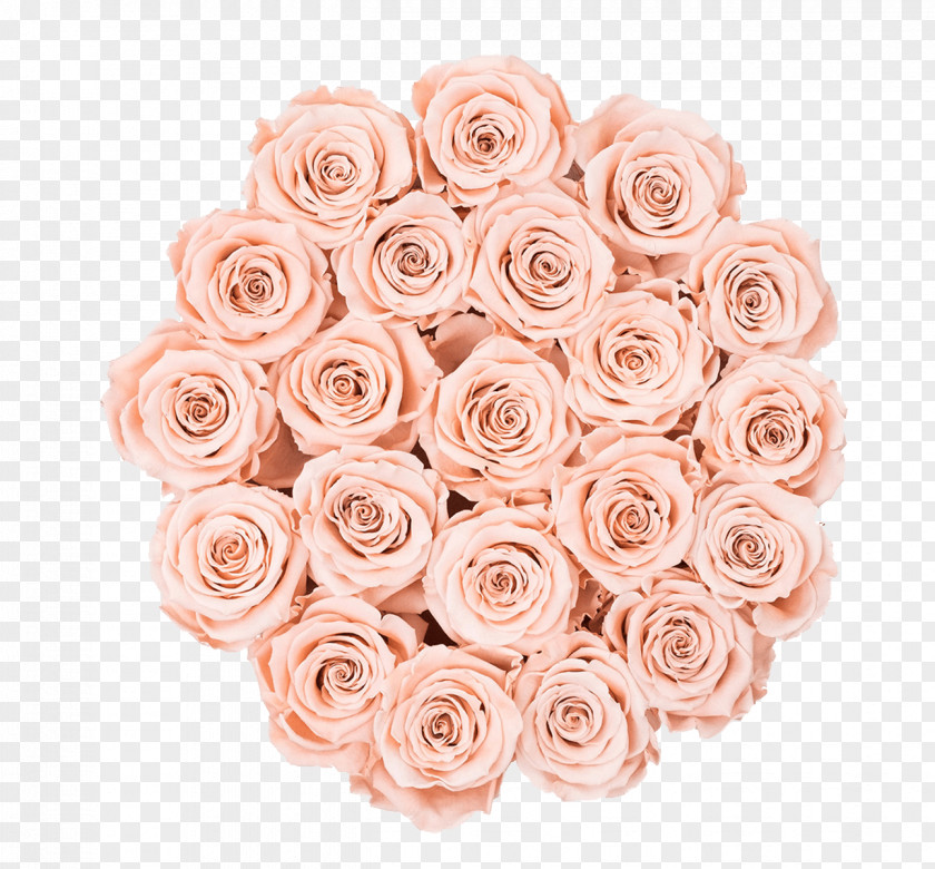 Rose Bridal Pink Grace Flowerbox Garden Roses Cabbage Cut Flowers Floral Design PNG