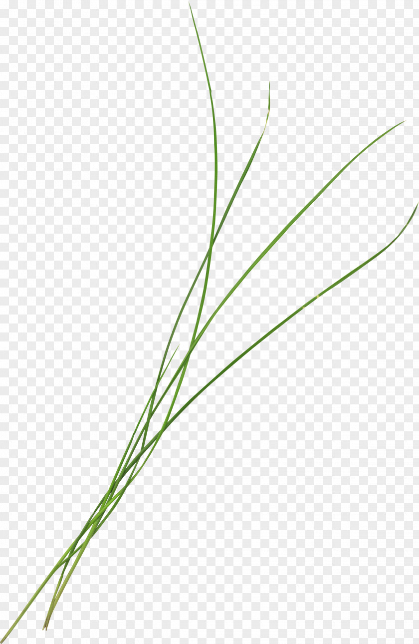 Beautiful Green Grass Grasses Google Images PNG
