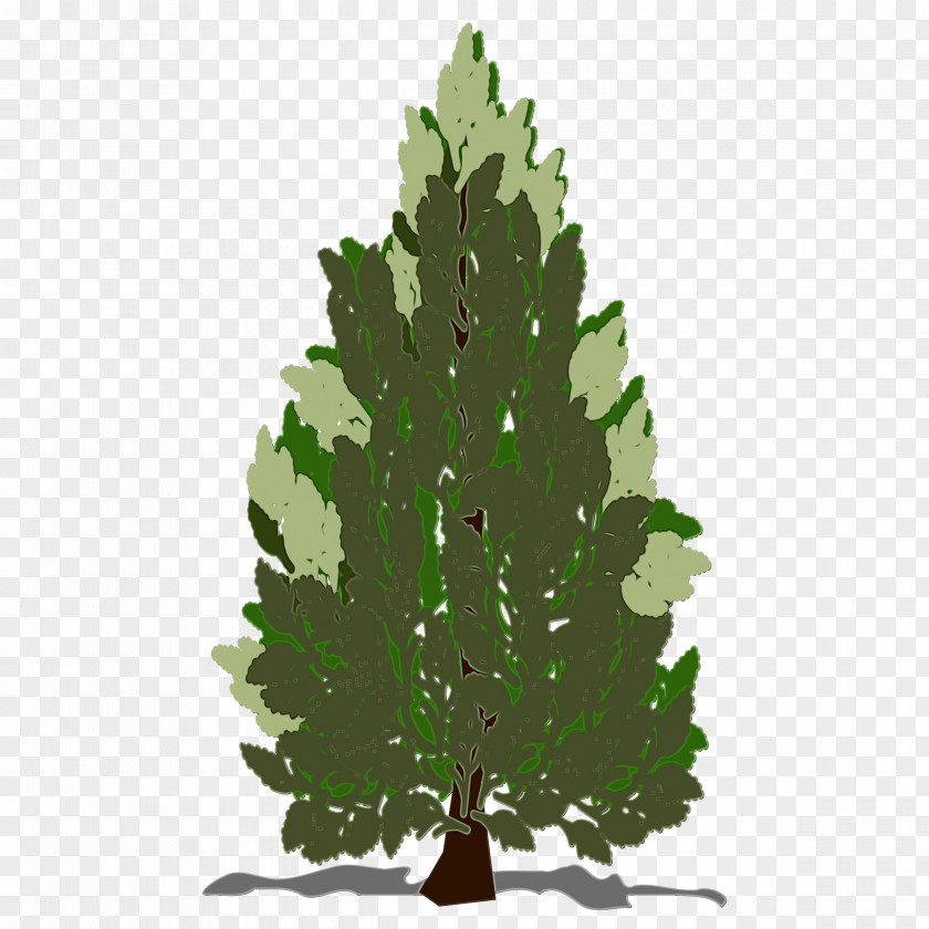 Colorado Spruce Red Pine Tree Leaf White Oregon Plant PNG