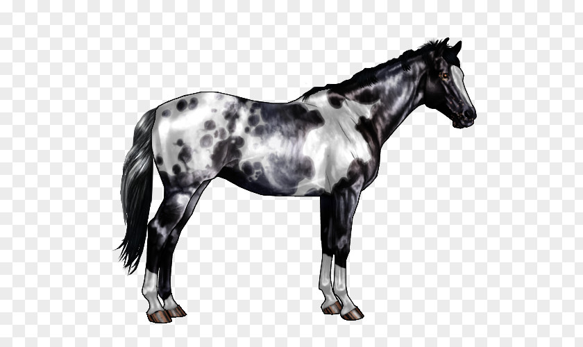 Horse American Paint Quarter Gray Black Roan PNG