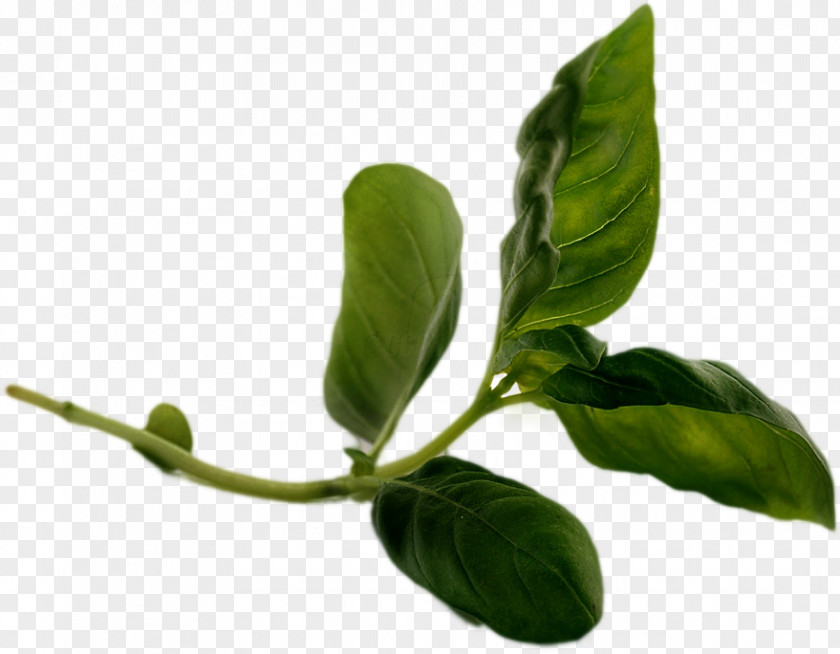 Leaf Plant Stem Basil Branching PNG
