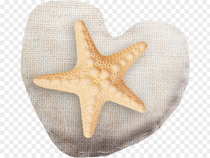 Starfish Bulgaria LiveInternet Clip Art PNG