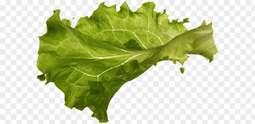 Vegetable Lettuce Spring Greens Sandwich Vertumnus PNG