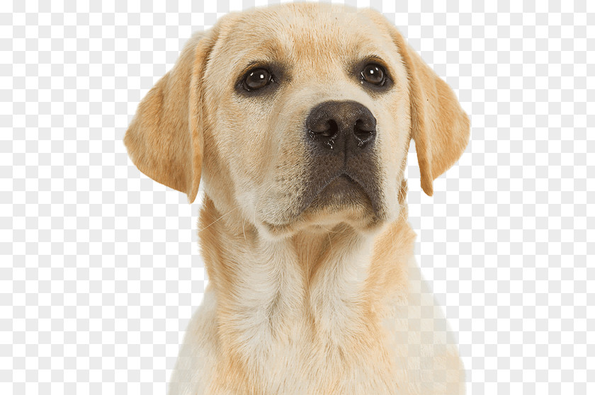 Labrador Retriever Puppy Dog Breed Companion Cat PNG