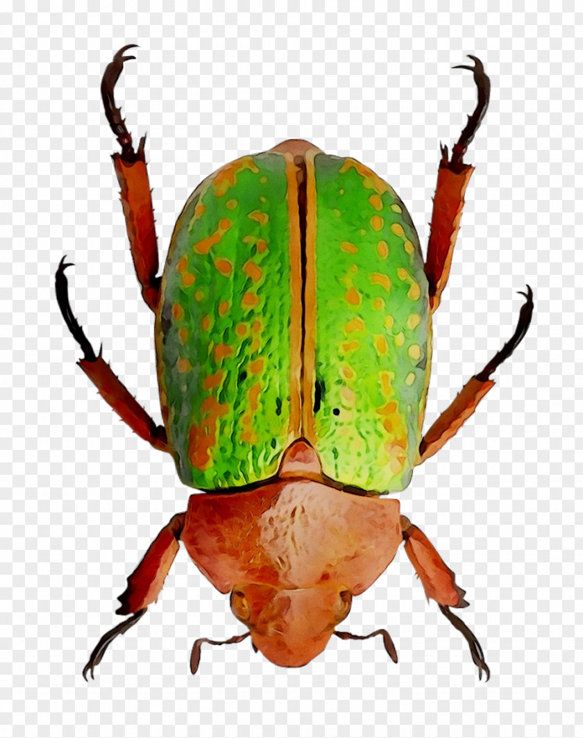 Weevil Dung Beetle Scarab Pest PNG