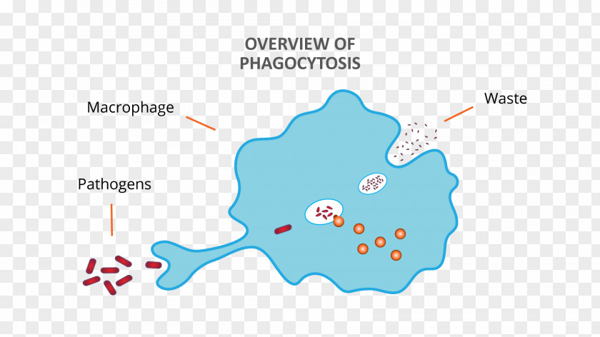 Debris Phagocyte Macrophage Phagocytosis Diagram Lymphocyte PNG