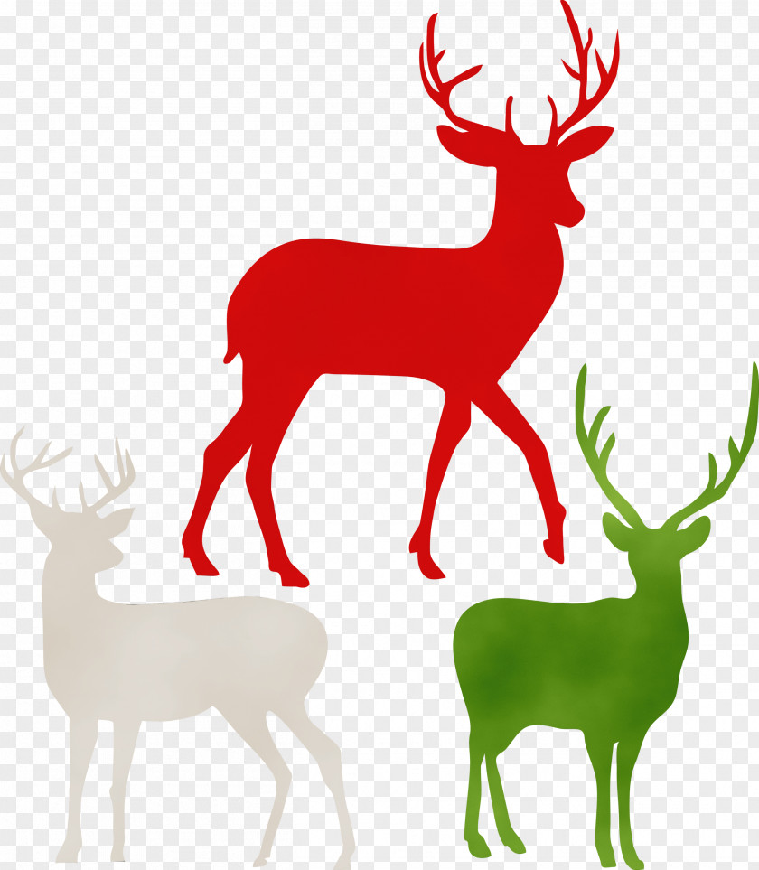 Horn Whitetailed Deer Reindeer PNG