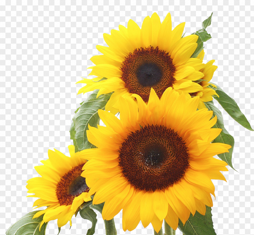 Sunflower Common Seed Daisy Family Clip Art PNG