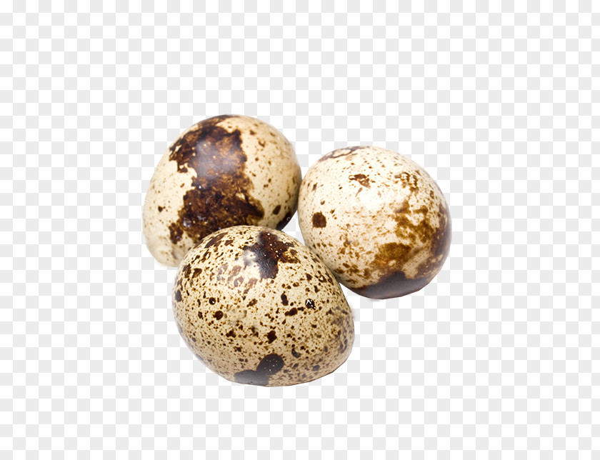 Egg Quail Eggs Chicken Common PNG