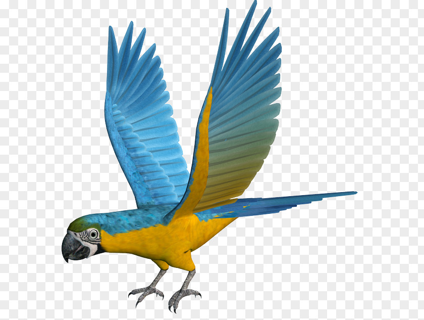 Parrot Macaw Parakeet Feather Beak PNG
