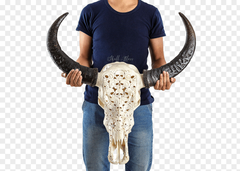 Buffalo Skull Human Skeleton Cattle PNG