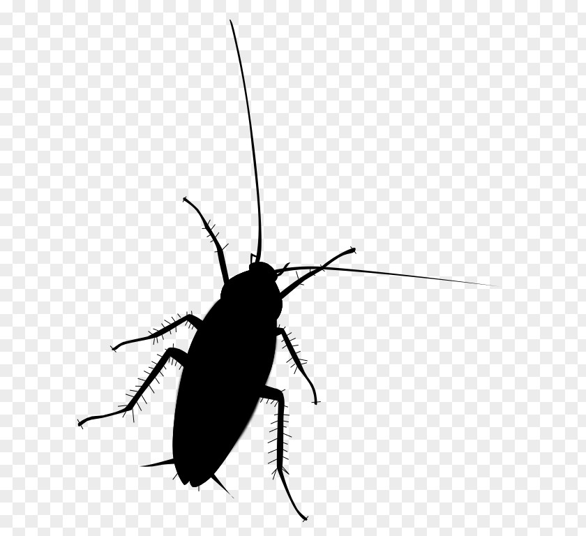 Cockroach Beetle Clip Art Membrane Insect PNG