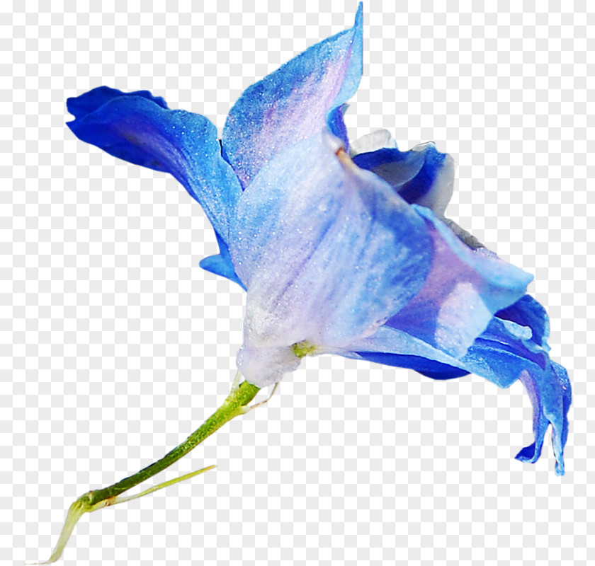 Flower Cut Flowers Blue Petal PNG