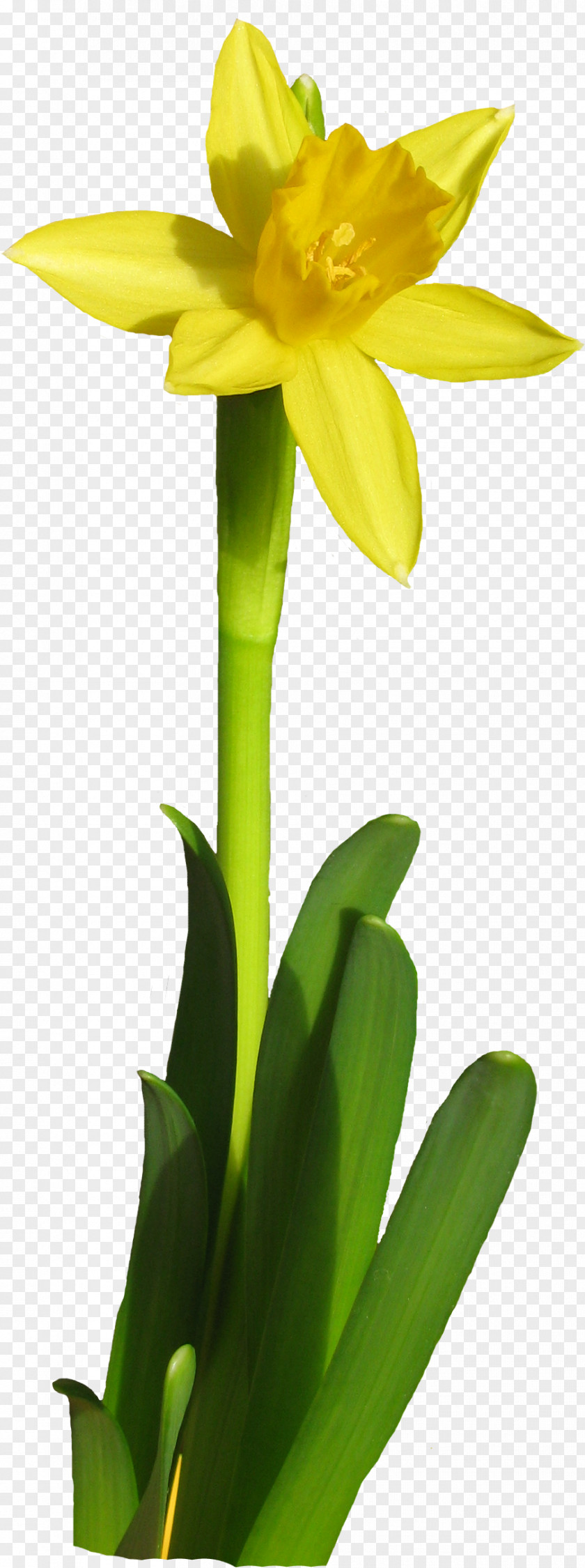 Flower Daffodil Tulip Floristry PNG
