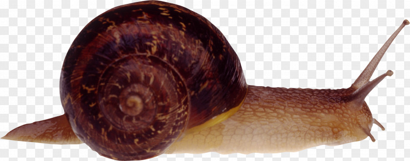Snail Cornu Aspersum Burgundy Slug PNG