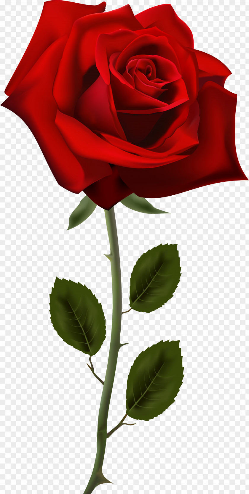 Red Rose Desktop Wallpaper Flower Clip Art PNG