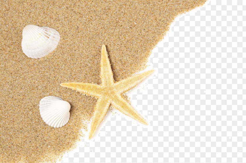 Starfish Beach Of La Concha Seashell Sand PNG