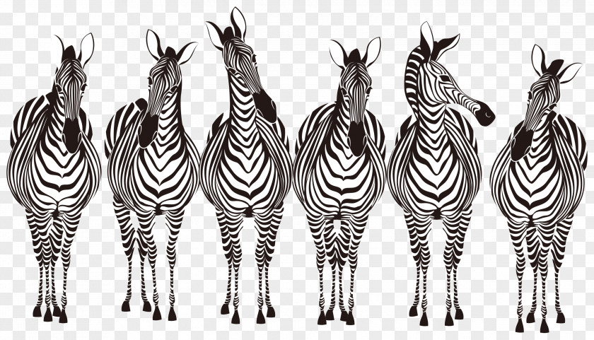 Zebra Royalty-free PNG
