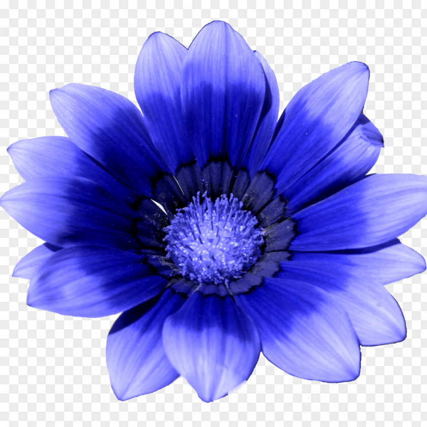 Blue Flower Painting Photography Clip Art PNG
