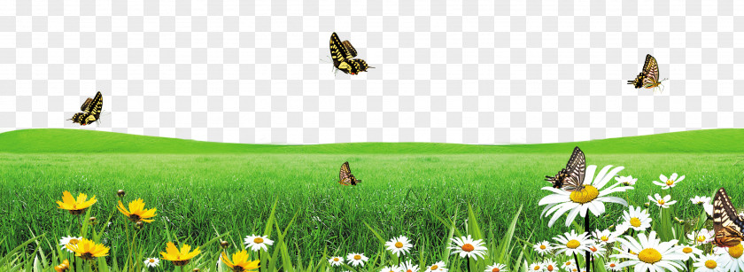 Green Grass Butterfly Download Google Images PNG