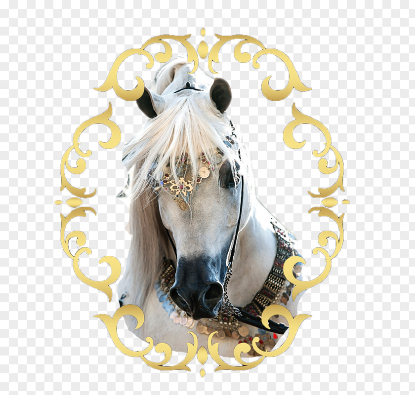 Mustang Arabian Horse Stallion Mane Andalusian PNG