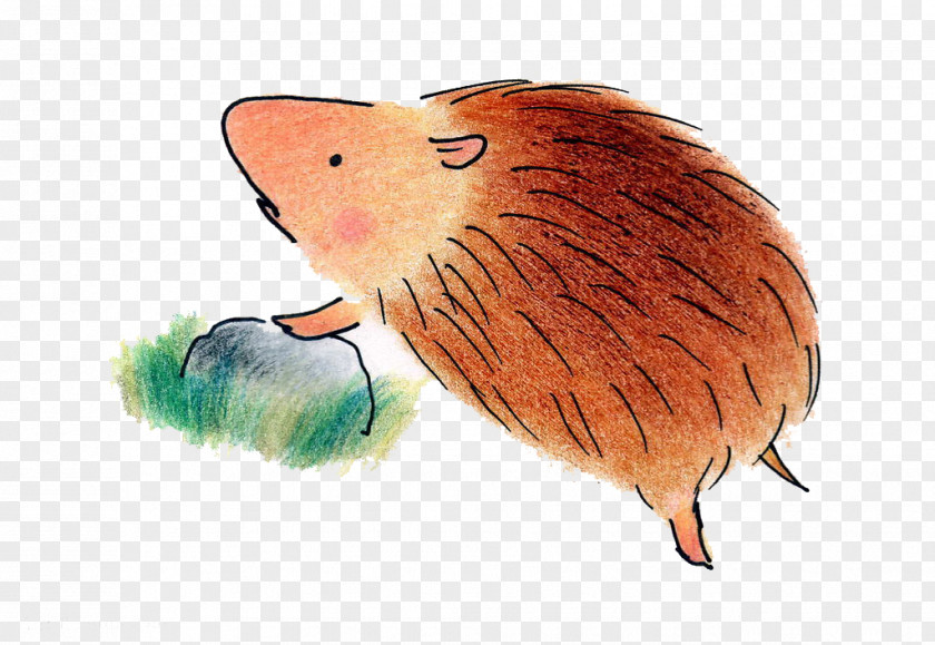 Hedgehog Dog Child Cuteness Illustration PNG
