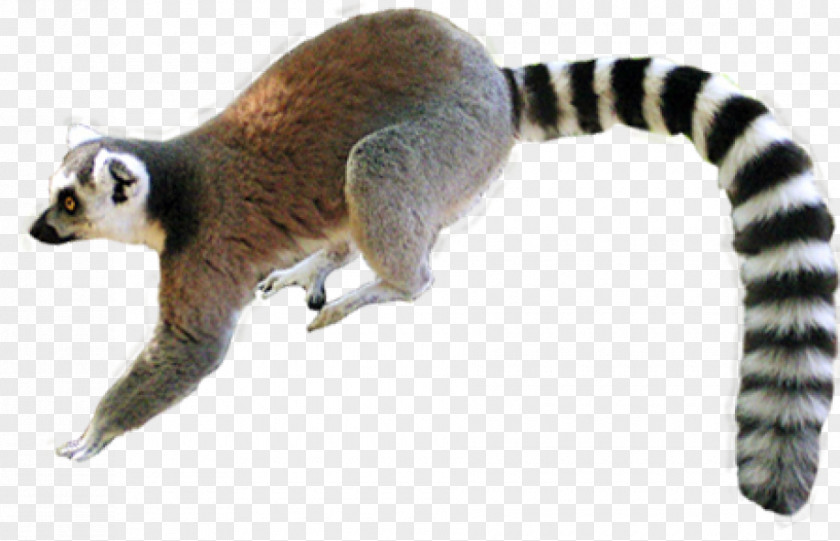 Bunny Lemur Primate Reptile Common Iguanas Snake PNG