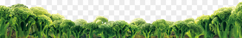 Cauliflower,cauliflower Wheatgrass Food Vegetable Broccoli PNG