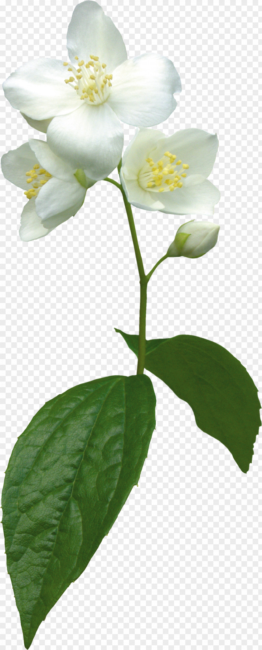 Jasmine Flower Plant Clip Art PNG
