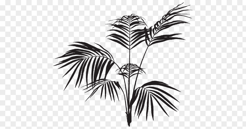 Leaf Arecaceae Frond Palm Branch Black And White PNG