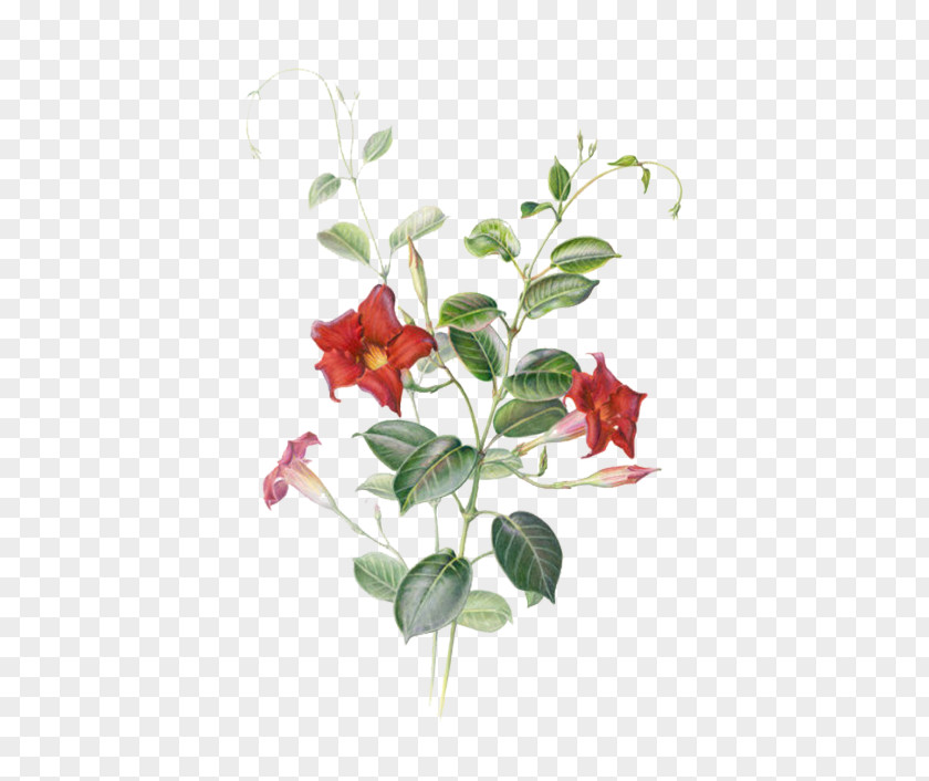 Red Star Flower Mandevilla Sanderi Watercolor Painting Botanical Illustration PNG