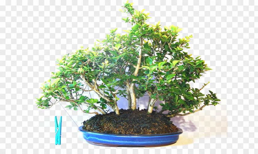 Bonsai Chinese Sweet Plum Japanese Maple Flowerpot Elm PNG