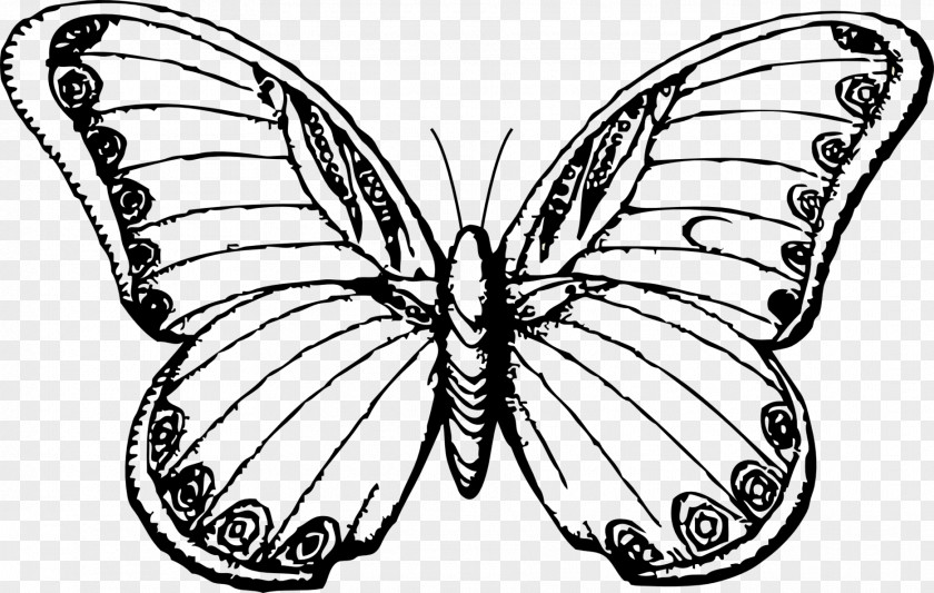 Butterfly Line Art Drawing Insect Clip PNG