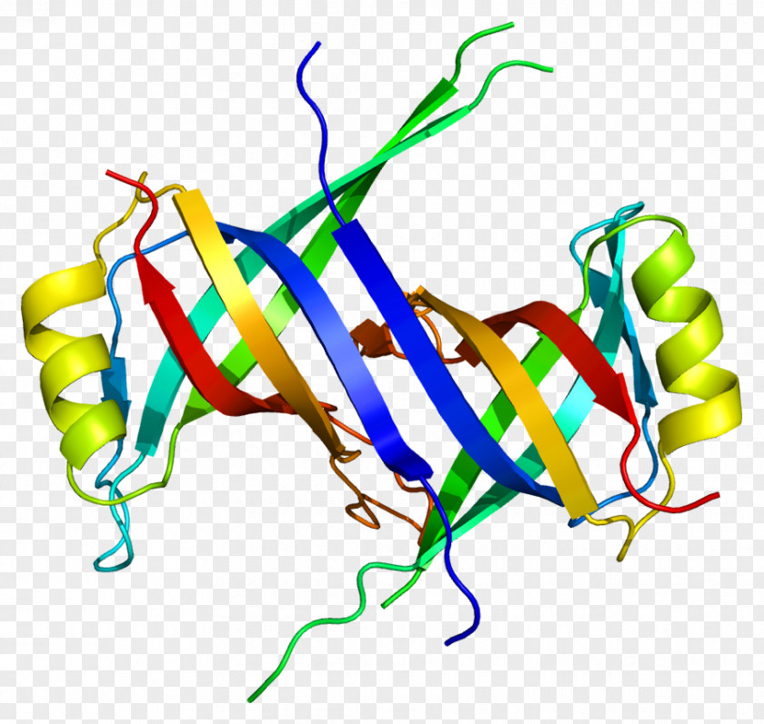 Dnabinding Protein Single-stranded Binding SSBP1 DNA Gene PNG