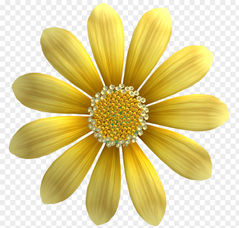 Golden Sunflower Common Yellow Seed Gold PNG