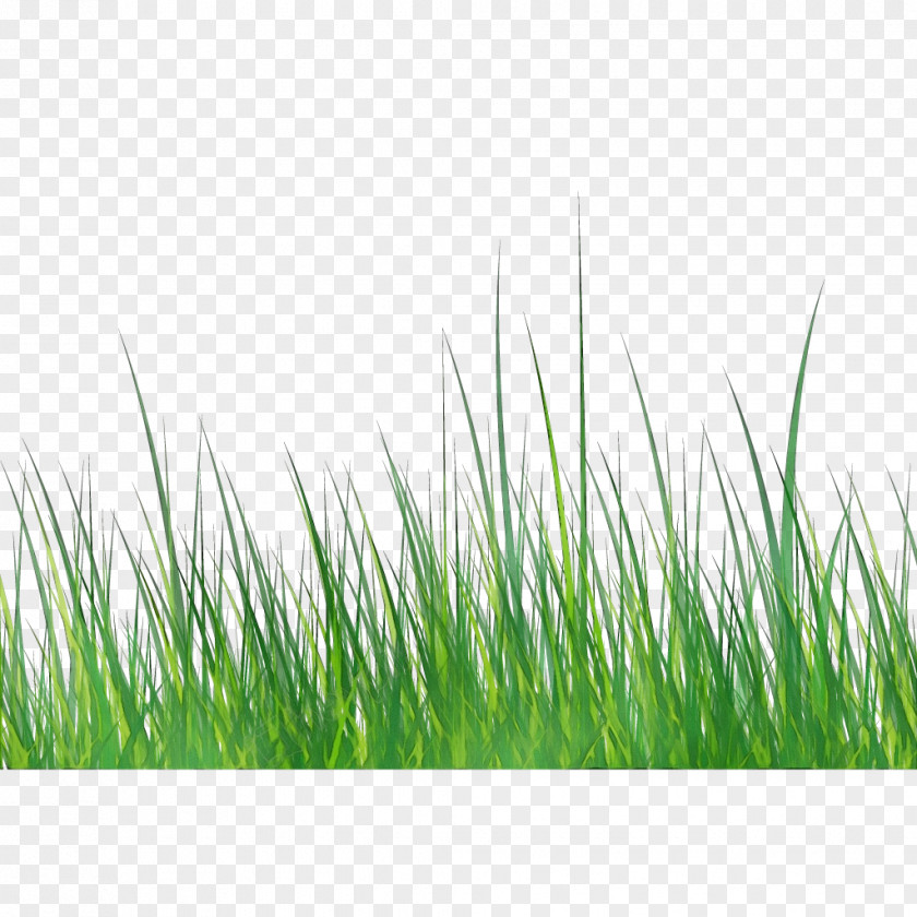 Grassland Chrysopogon Zizanioides Green Grass Background PNG