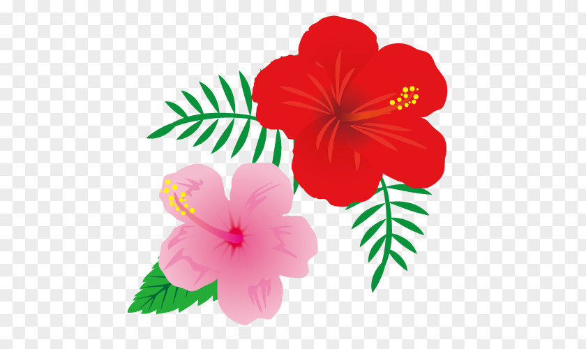 Hibiscus Annual Plant Magenta Herbaceous PNG