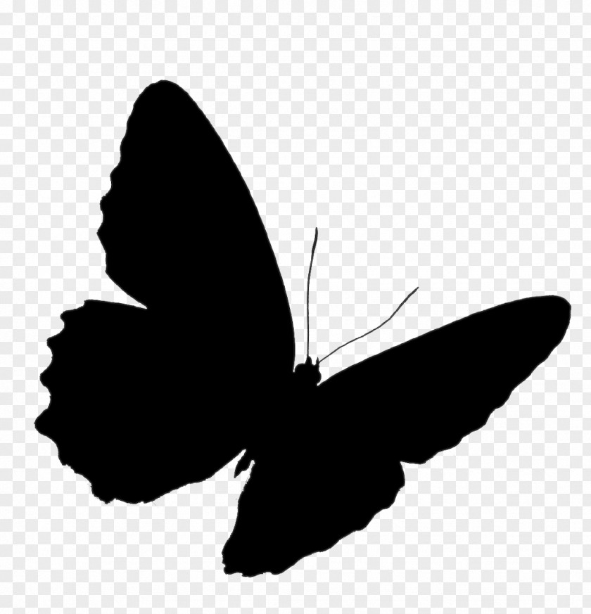 Brush-footed Butterflies Swallowtail Butterfly Old World Insect PNG