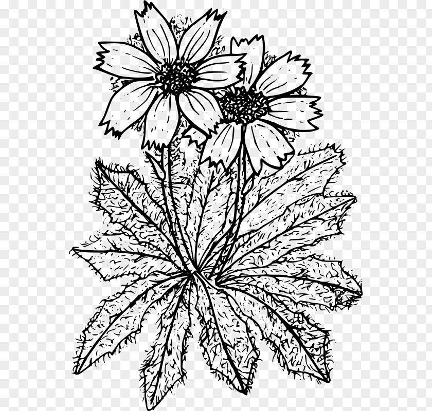 Chrysanthemum Floral Design Coloring Book Cut Flowers PNG