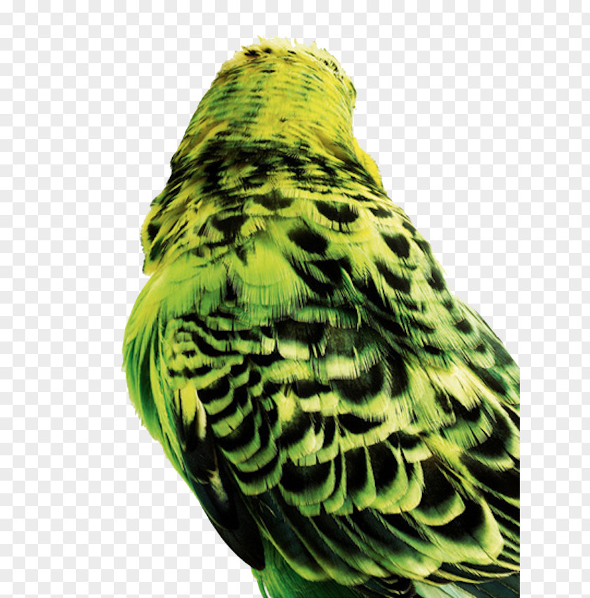 Green Back Parrot Bird Budgerigar Columbidae Parakeet PNG