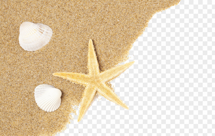 Sand And Shells Shell Beach Seashell PNG