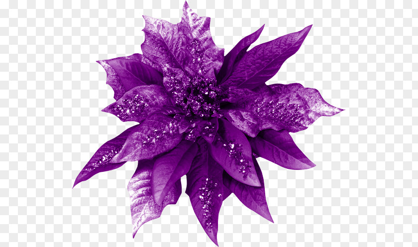Violet Cut Flowers Color PNG