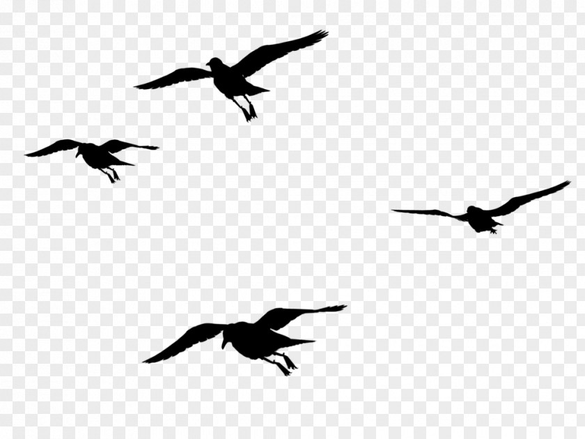 Bird Migration Beak Crane Seabird PNG