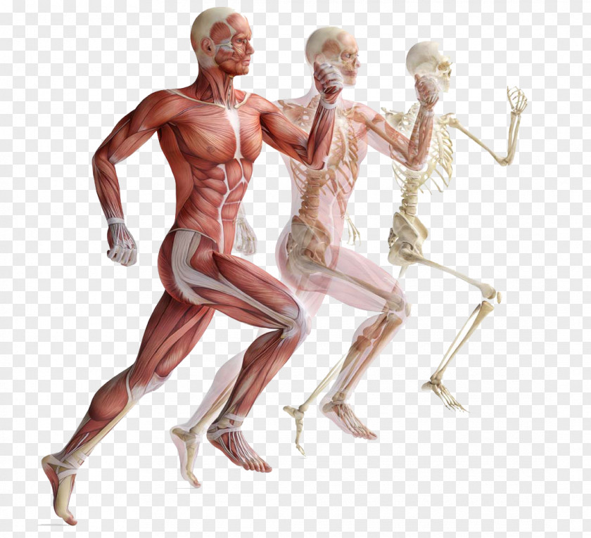 Movement Of Human Muscle Anatomy Skeletal Skeleton Muscular System PNG