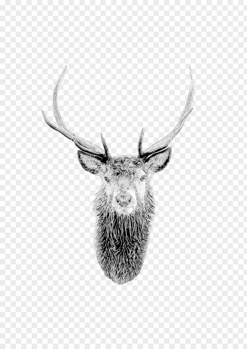 Stock Photography Drawing Horn Antler Head Wildlife Elk PNG